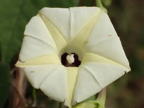 Foto dokumenter Ipomoea obscura