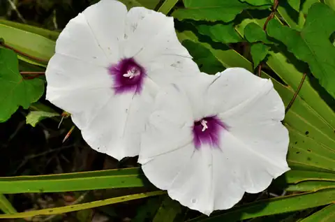 Foto dokumenter Ipomoea pandurata