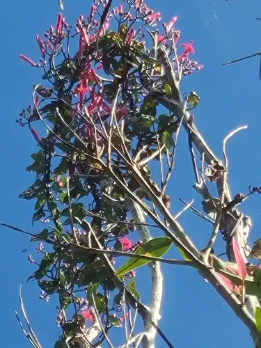 Foto dokumenter Ipomoea repanda