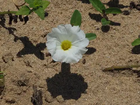 Foto dokumenter Ipomoea imperati