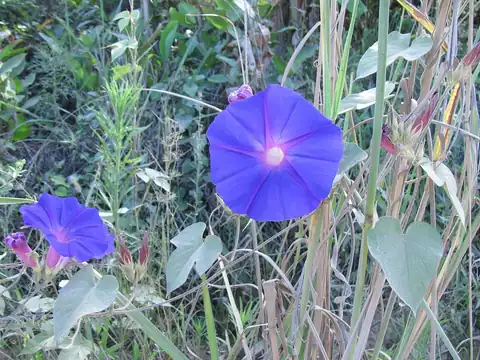Foto dokumenter Ipomoea indica