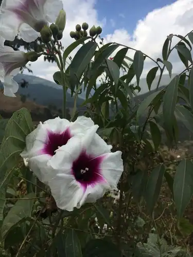 Foto dokumenter Ipomoea campanulata