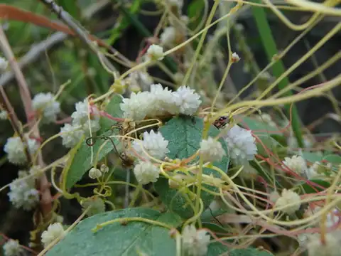 Foto dokumenter Cuscuta planiflora