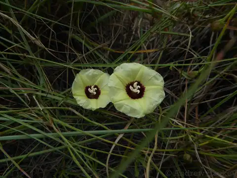 Foto dokumenter Merremia palmata