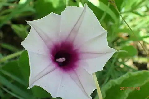 Foto dokumenter Ipomoea crassipes