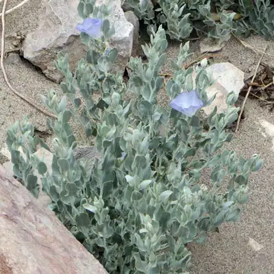 Foto dokumenter Bonamia ovalifolia