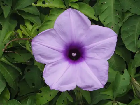 Foto dokumenter Ipomoea cairica