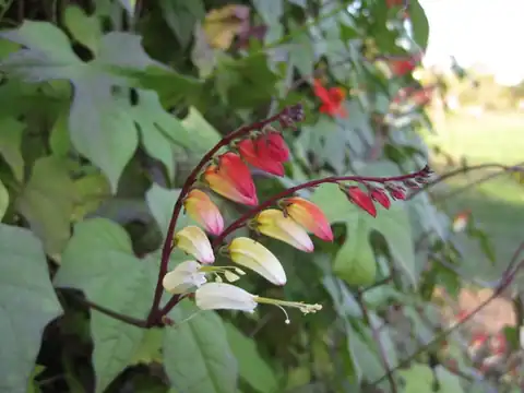 Foto dokumenter Ipomoea lobata