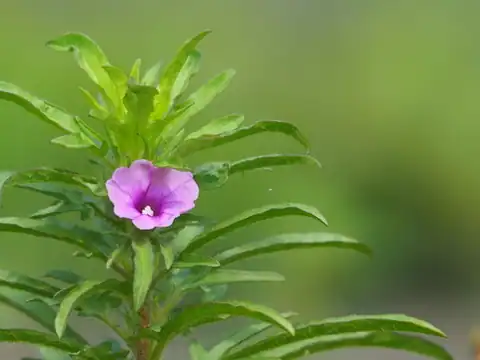 Foto dokumenter Ipomoea polymorpha