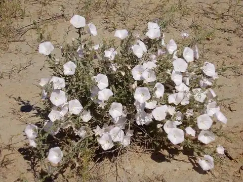 Foto dokumenter Convolvulus fruticosus