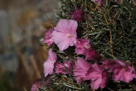 Foto dokumenter Convolvulus tragacanthoides