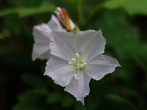Foto dokumenter Jacquemontia paniculata
