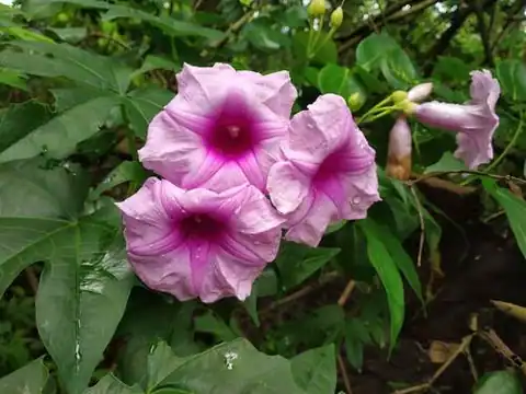 Foto dokumenter Ipomoea mauritiana