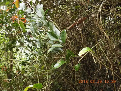 Foto dokumenter Erycibe henryi