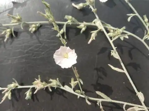 Foto dokumenter Convolvulus prostratus
