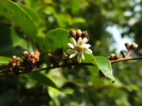 Foto dokumenter Erycibe paniculata