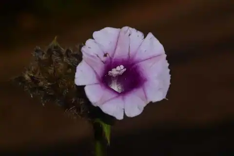 Foto dokumenter Argyreia capitiformis