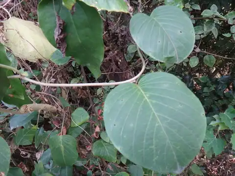 Foto dokumenter Argyreia formosana