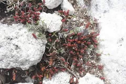 Foto dokumenter Sedum moranense