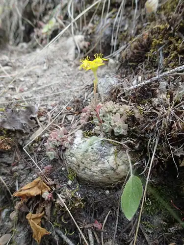 Foto dokumenter Sedum borschii