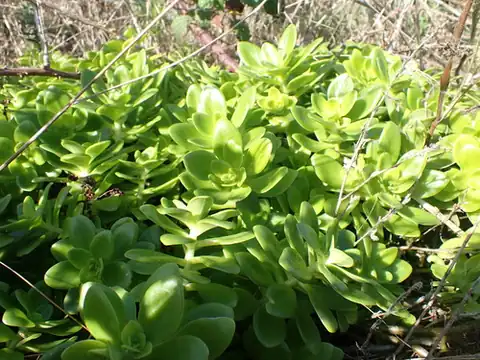 Foto dokumenter Sedum confusum