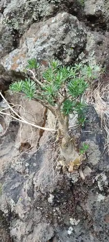 Foto dokumenter Sedum frutescens