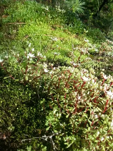 Foto dokumenter Sedum jaliscanum