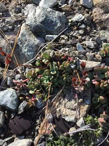 Foto dokumenter Sedum laxum