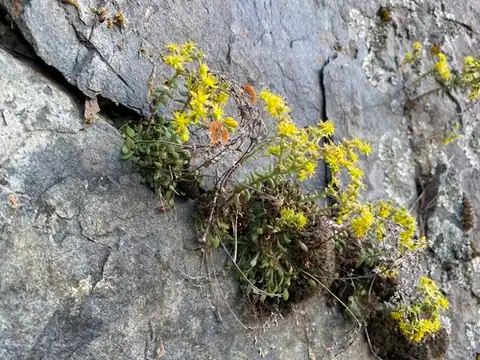 Foto dokumenter Sedum leibergii
