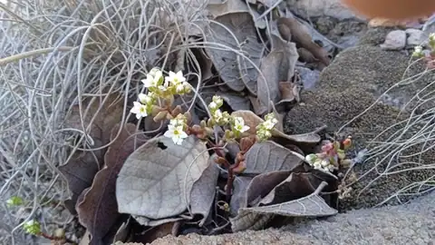 Foto dokumenter Sedum fuscum