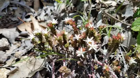 Foto dokumenter Sedum liebmannianum