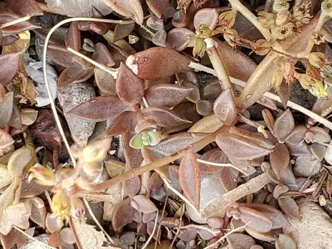 Foto dokumenter Lenophyllum texanum