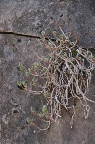 Foto dokumenter Sedum havardii