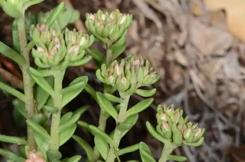 Foto dokumenter Sedum cockerellii