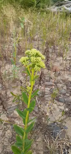 Foto dokumenter Hylotelephium pallescens