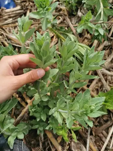Foto dokumenter Hylotelephium verticillatum