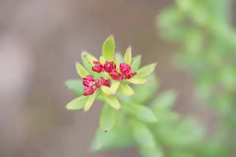 Foto dokumenter Rhodiola himalensis