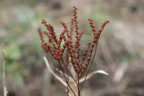 Foto dokumenter Penthorum chinense