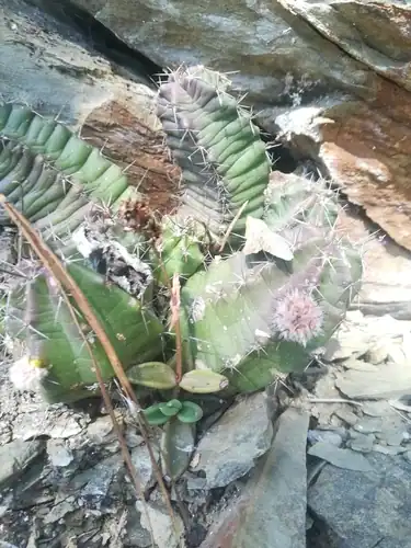 Foto dokumenter Lenophyllum acutifolium