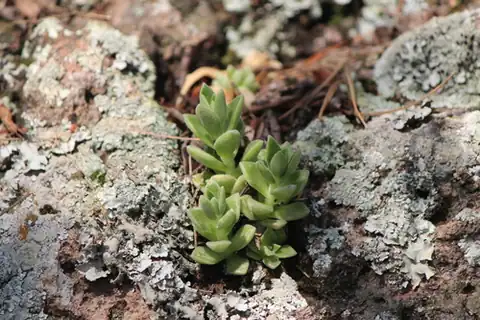 Foto dokumenter Sedum ebracteatum