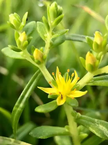 Foto dokumenter Sedum bulbiferum