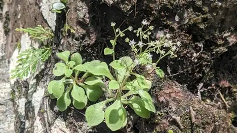 Foto dokumenter Sedum drymarioides