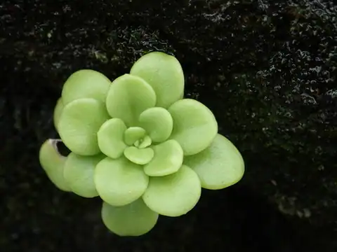 Foto dokumenter Sedum formosanum