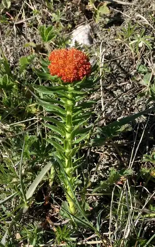 Foto dokumenter Rhodiola kirilowii