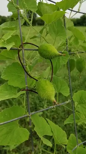 Foto dokumenter Momordica dioica