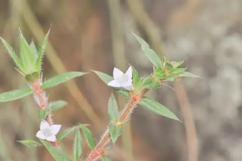 Foto dokumenter Hexasepalum apiculatum