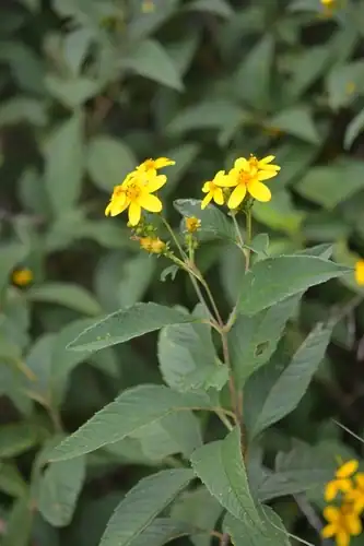 Foto dokumenter Electranthera mutica