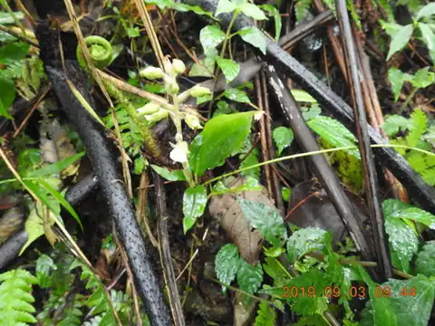 Foto dokumenter Odontochilus brevistylis