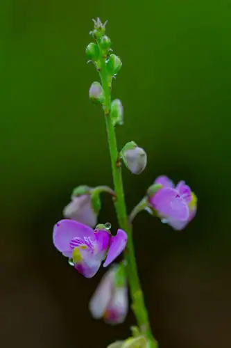 Foto dokumenter Asemeia violacea
