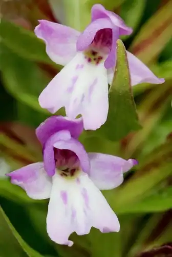 Foto dokumenter Galearis camtschatica